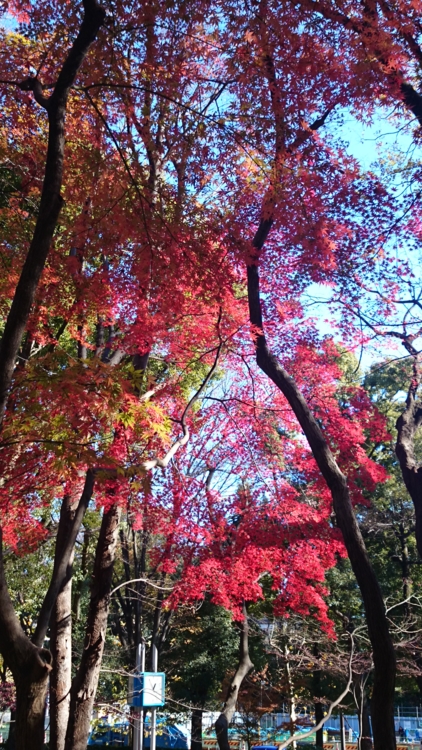 f:id:kiseki617:20151229184415j:image