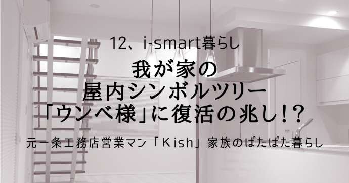 我が家の屋内シンボルツリー「ウンべ様」に復活の兆し!?
