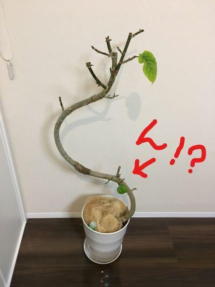 ウンベラータに変化