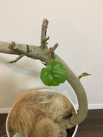 ウンベラータ新芽