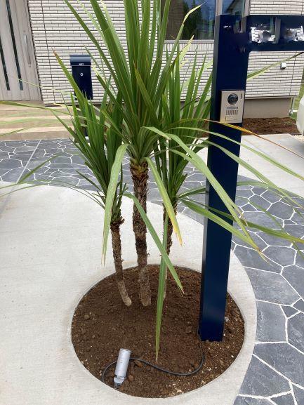 植えたてシュロラン