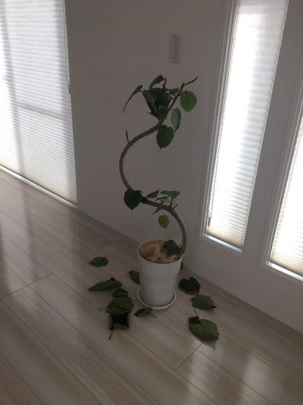 はげウンベラータ