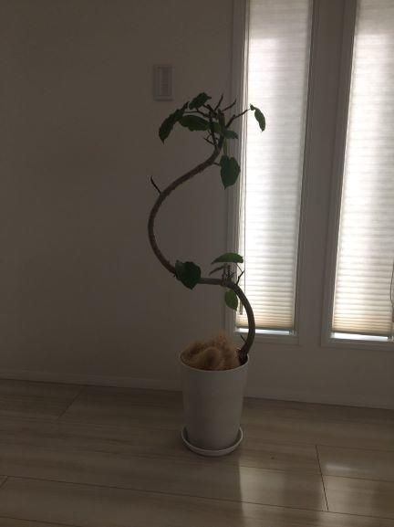 映えないウンベラータ