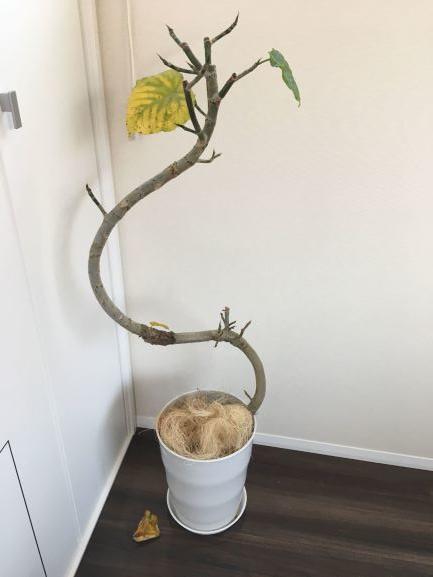 かわいそうなウンベラータ