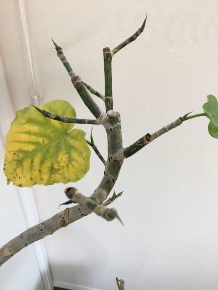 新芽が出てきた