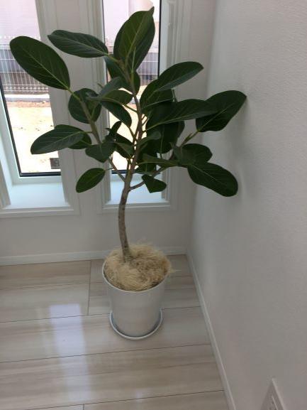 青々としたベンガルボダイジュ