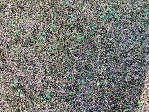 チドリグサ大量