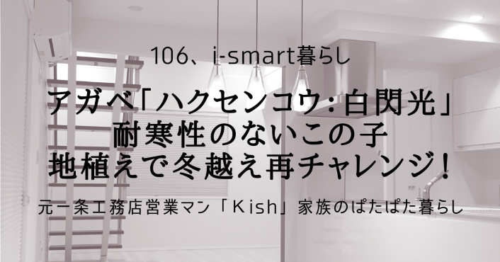 アガベ「ハクセンコウ:白閃光」耐寒性のないこの子 地植えで冬越え再チャレンジ!