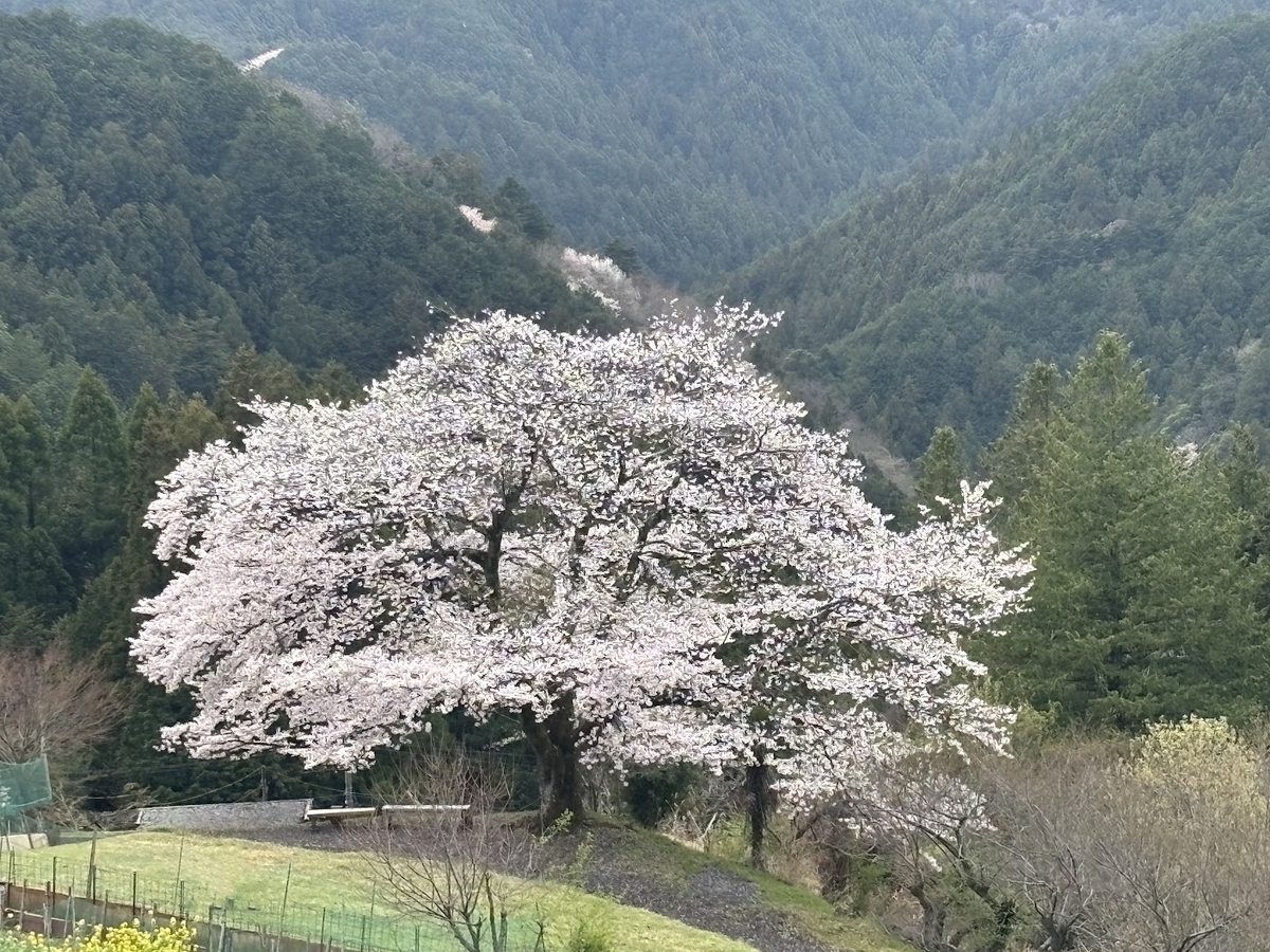 埼玉・飯能「八徳の一本桜」へ。この春最後に見た、山あいの一本桜