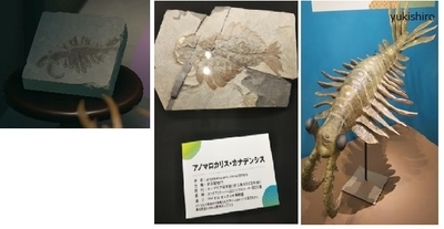 f:id:kishiro100master:20200613133048j:plain