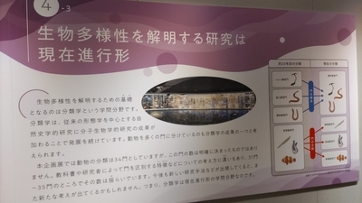 海産無脊椎動物の発生実験/培風館/石川優（生物学）（単行本） 無脊椎動物の発生 (シリーズ応用動物科学/バイオサイエンス 10