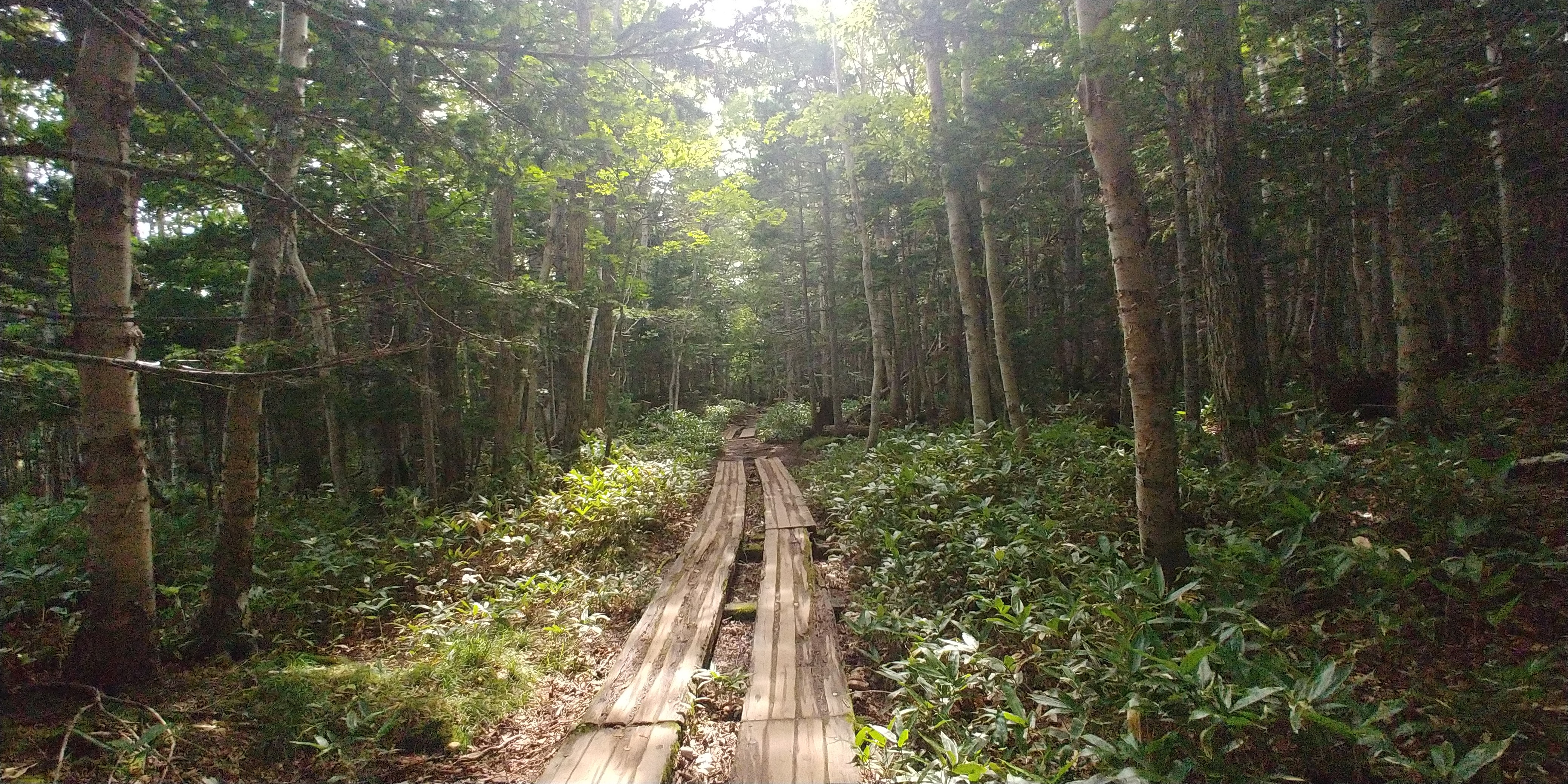 f:id:kishuji-kaisoku:20191228201854j:image