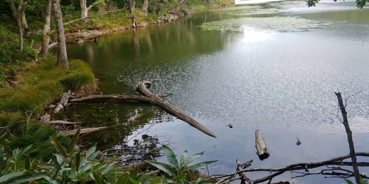 f:id:kishuji-kaisoku:20200520002829j:plain