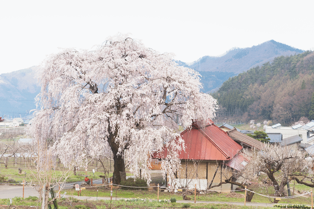 f:id:kisokoji:20170423220345g:plain