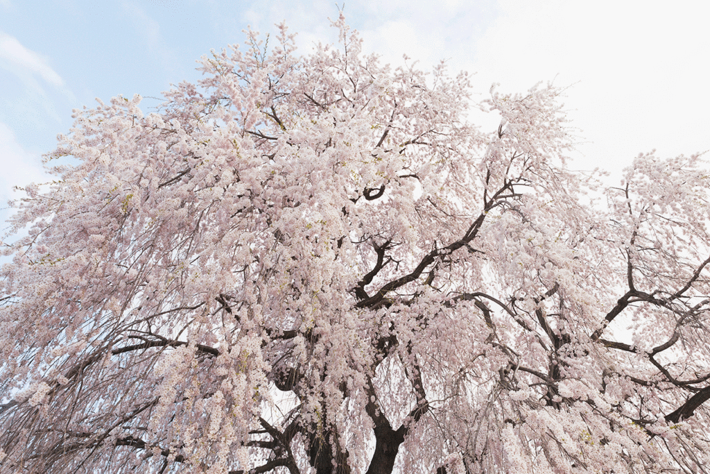 f:id:kisokoji:20170423220415g:plain