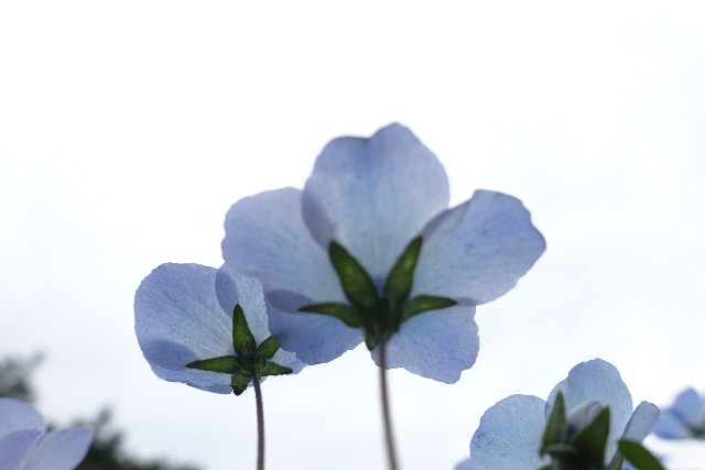 f:id:kisokoji:20170501132738j:plain f:id:kisokoji:20170501132738j:plain