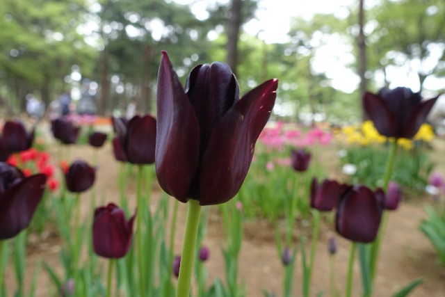 f:id:kisokoji:20170501134058j:plain f:id:kisokoji:20170501134058j:plain