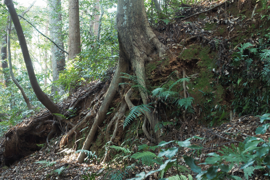 f:id:kisokoji:20171230143926g:plain:w500