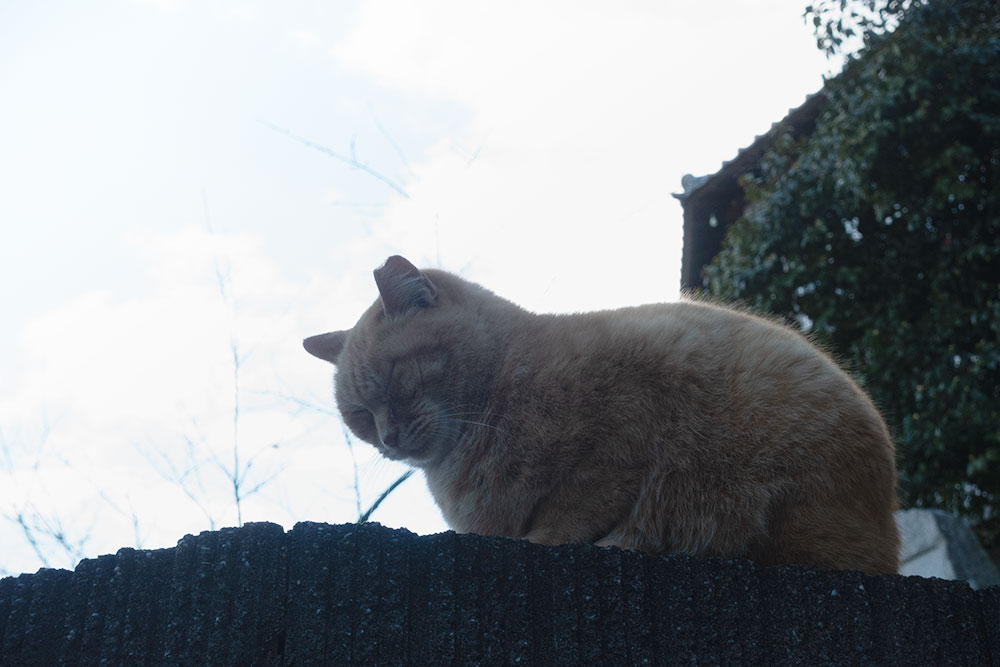 f:id:kisokoji:20181230191151j:plain:w600