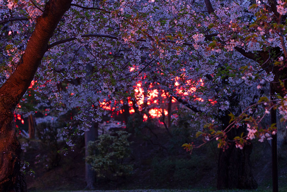 f:id:kisokoji:20190430205210j:plain:w500