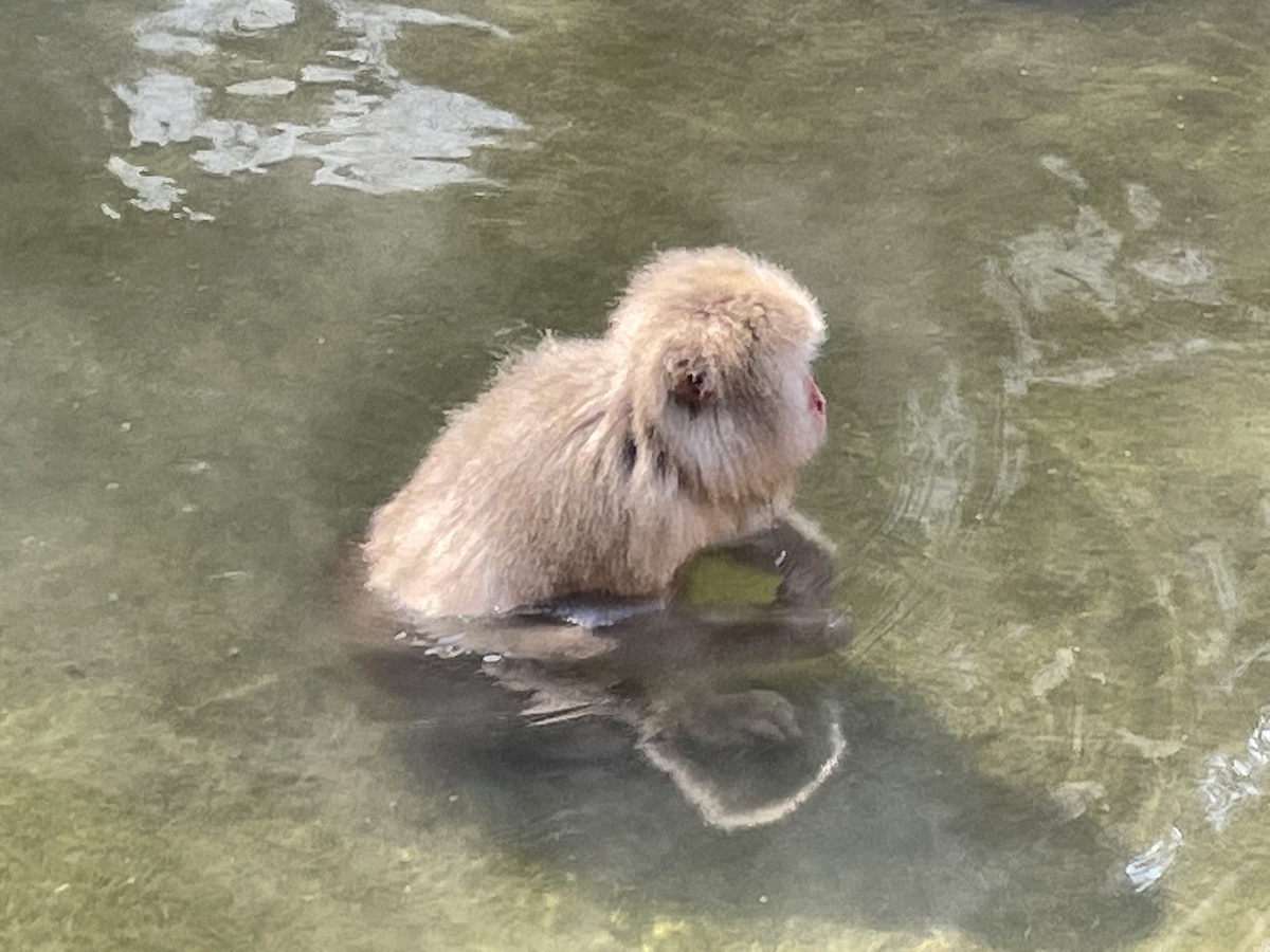 f:id:kisokoji:20210307191722j:plain:w500