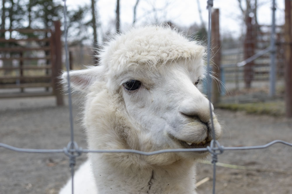 f:id:kisokoji:20210421165647j:plain:w500