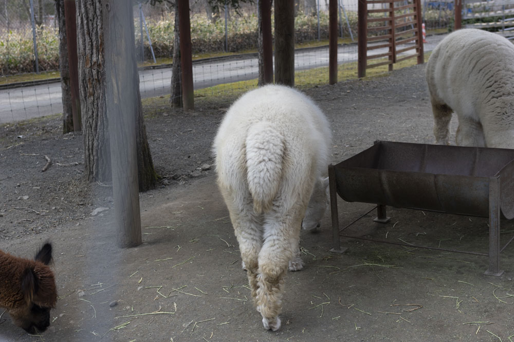 f:id:kisokoji:20210421165725j:plain:w500