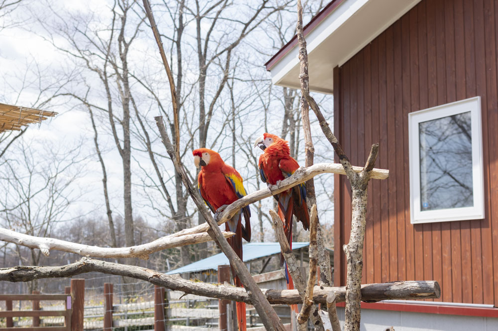 f:id:kisokoji:20210421165814j:plain:w500