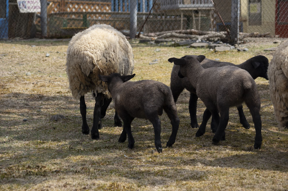 f:id:kisokoji:20210421170003j:plain:w500