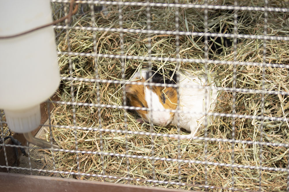 f:id:kisokoji:20210421170137j:plain:w500