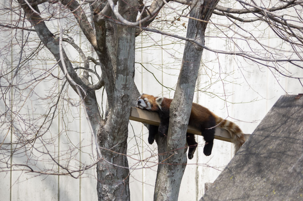 f:id:kisokoji:20210421170227j:plain:w500