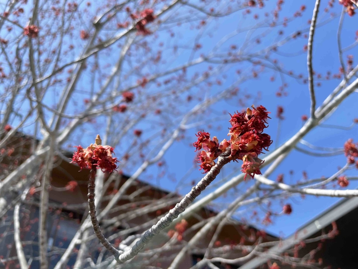 f:id:kisokoji:20210423174130j:plain:w500