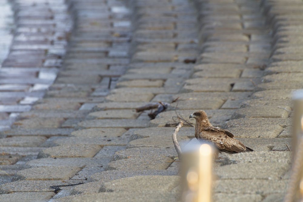 f:id:kisokoji:20210624213330j:plain:w500