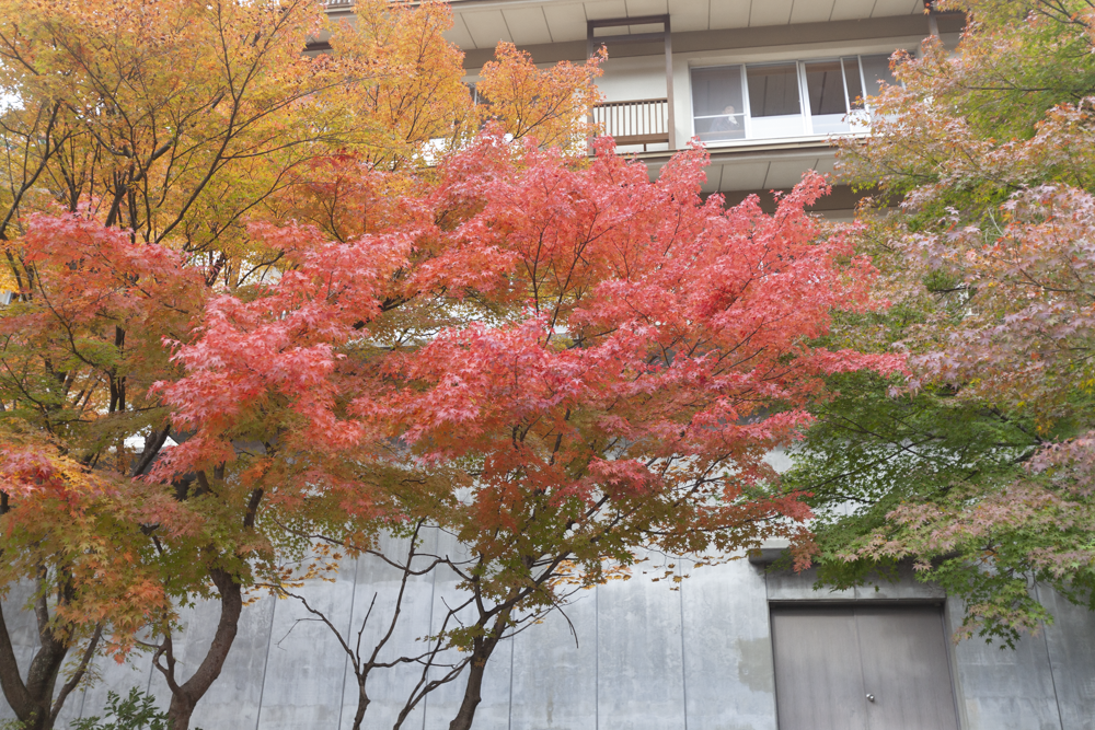 f:id:kisokoji:20211104212626p:plain:w500