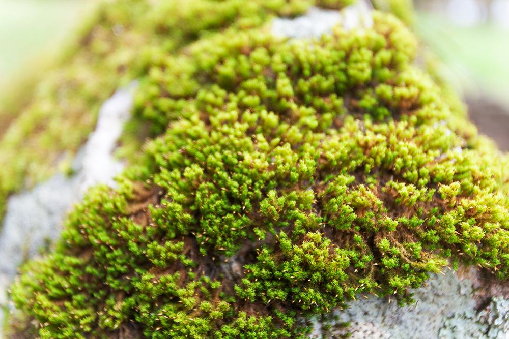 f:id:kisokoji:20211104212646p:plain:w500