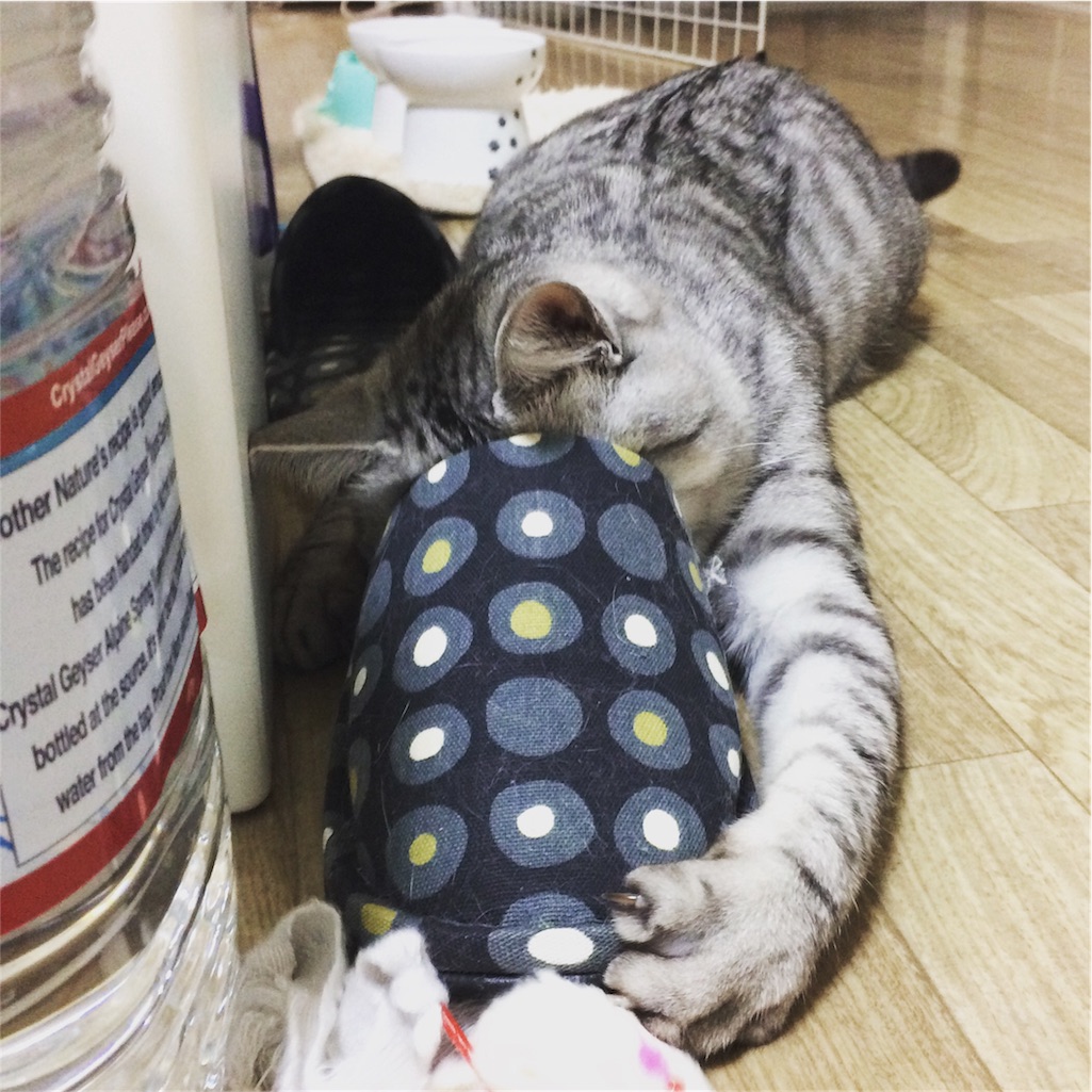 f:id:kissaneko:20161213184145j:image f:id:kissaneko:20161213184145j:image