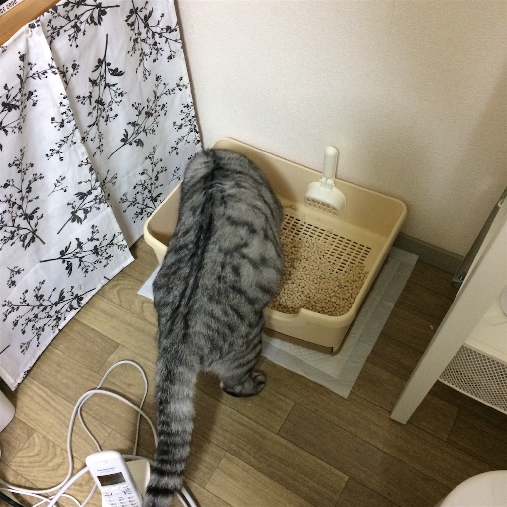 f:id:kissaneko:20170111234347j:image f:id:kissaneko:20170111234347j:image
