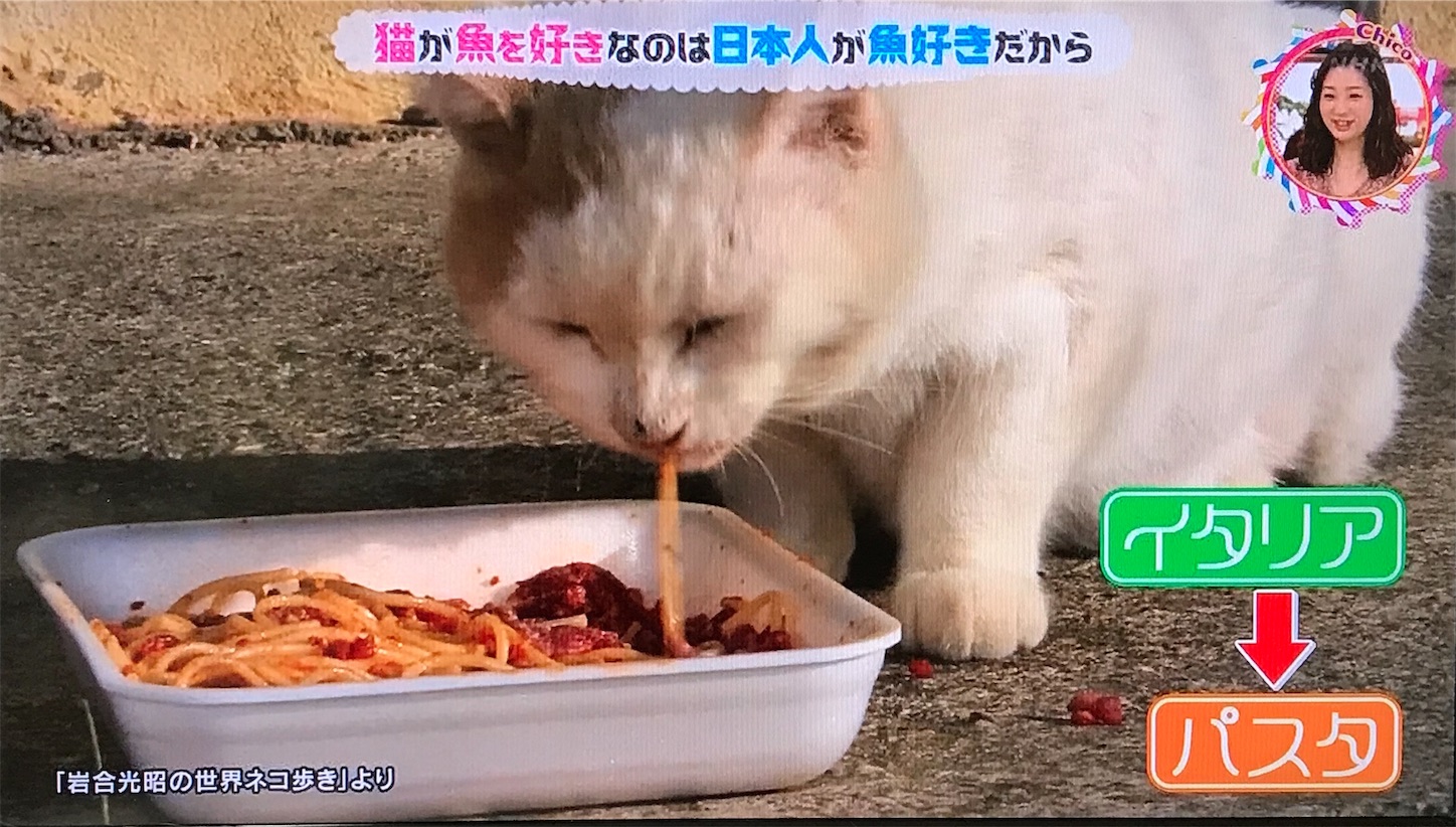 パスタをすする猫