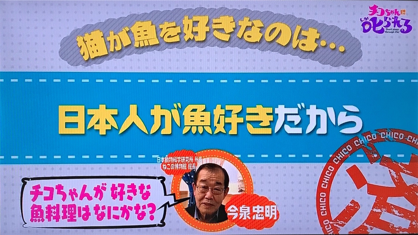 猫は魚が好きだと思っているのは日本だけ 猫との生活 Kissa Life