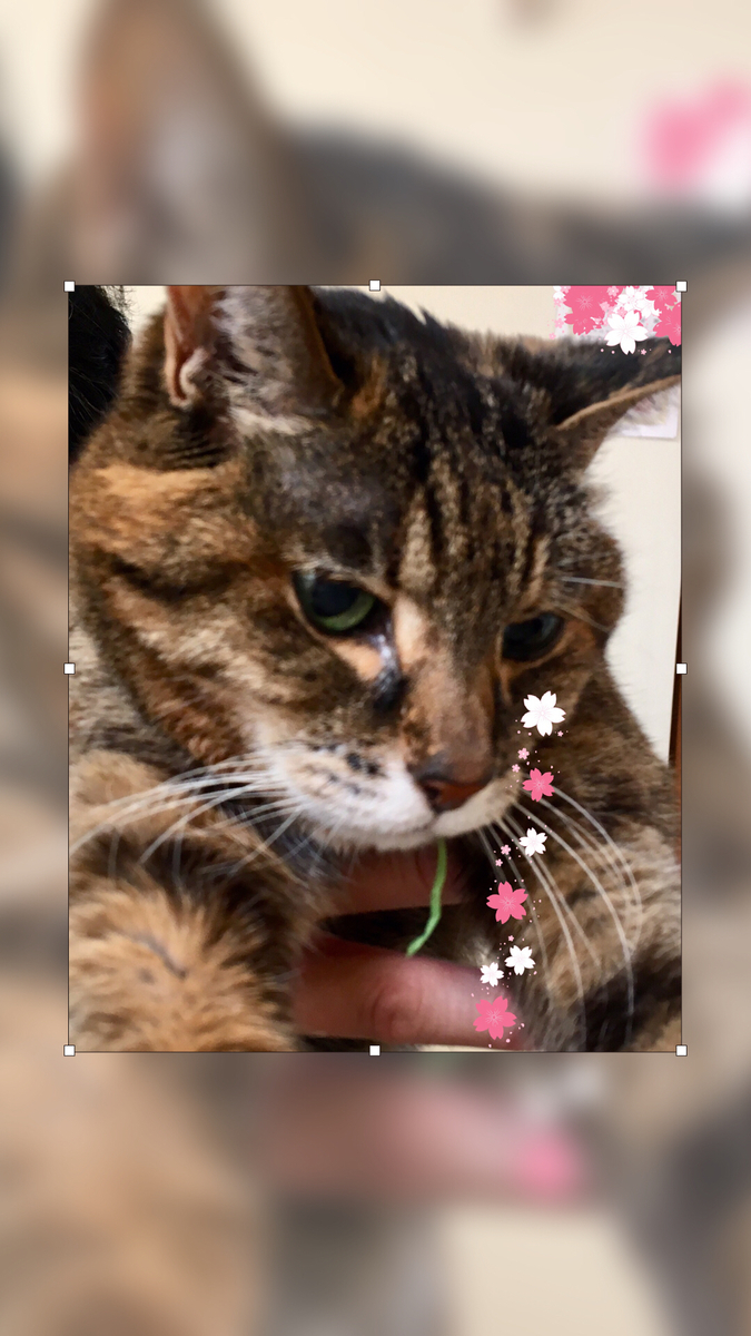 f:id:kissax:20190329160551j:plain f:id:kissax:20190329160551j:plain
