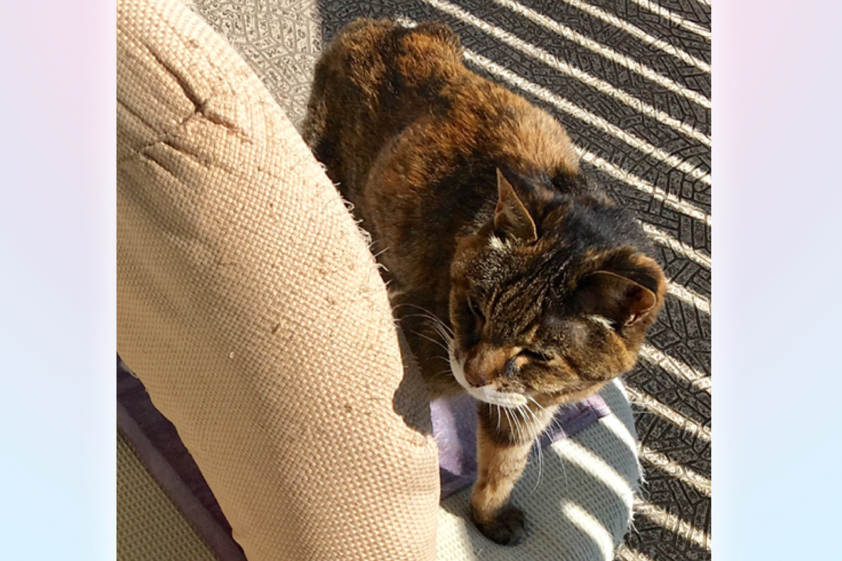 f:id:kissax:20190403190822j:plain f:id:kissax:20190403190822j:plain