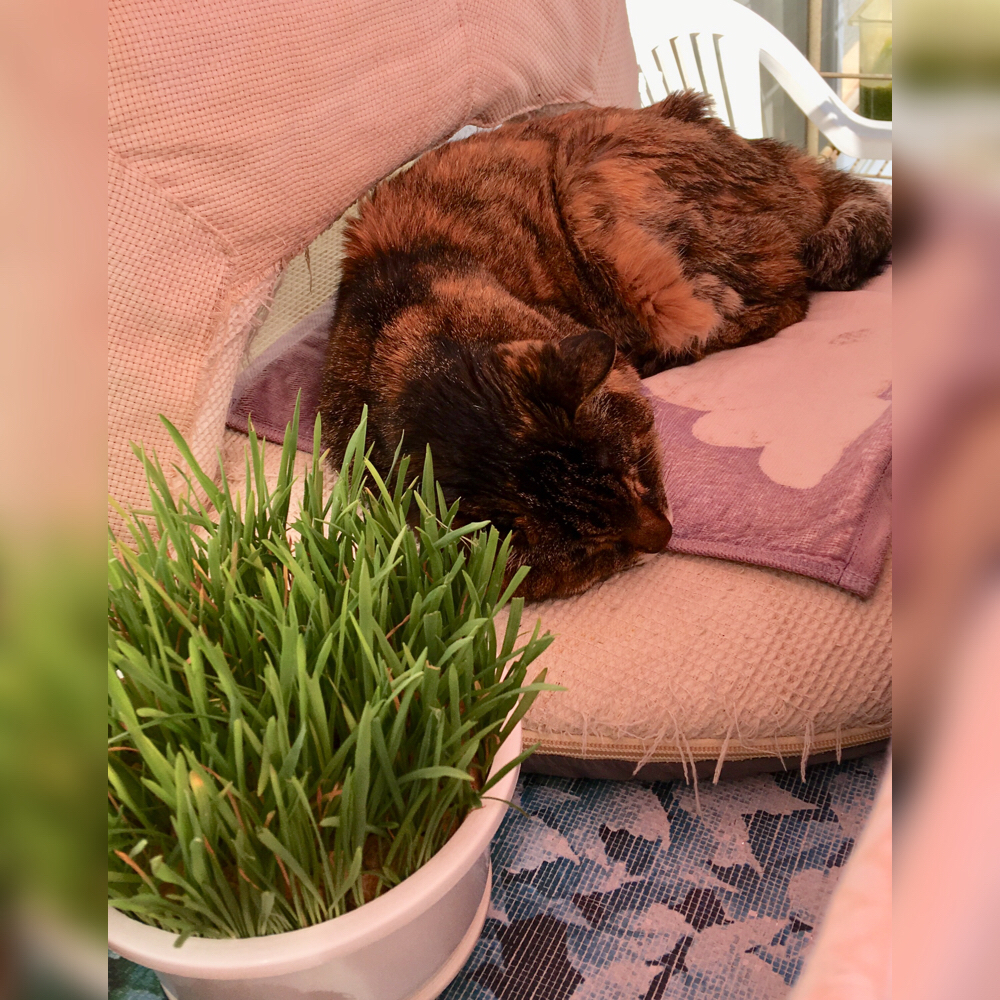 f:id:kissax:20190411142320j:plain f:id:kissax:20190411142320j:plain