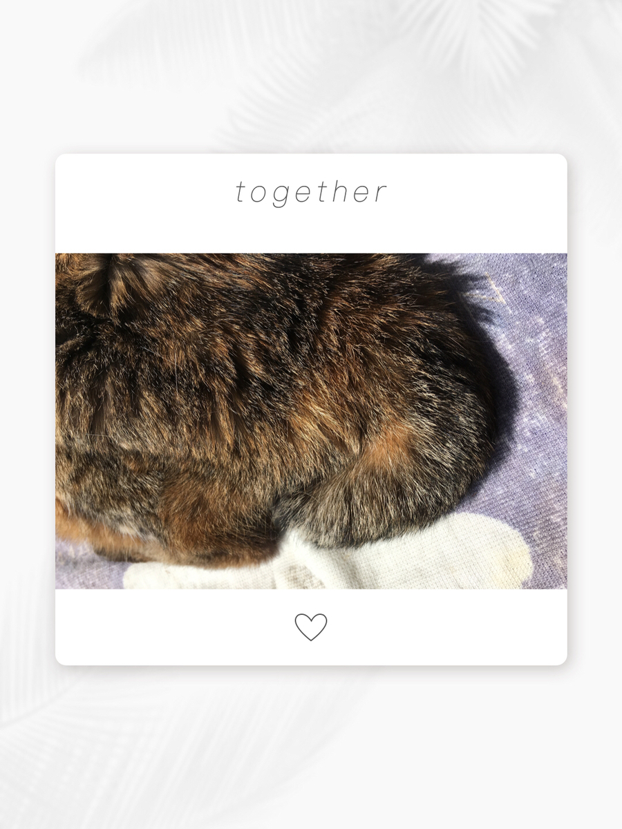 f:id:kissax:20190420175528j:plain f:id:kissax:20190420175528j:plain