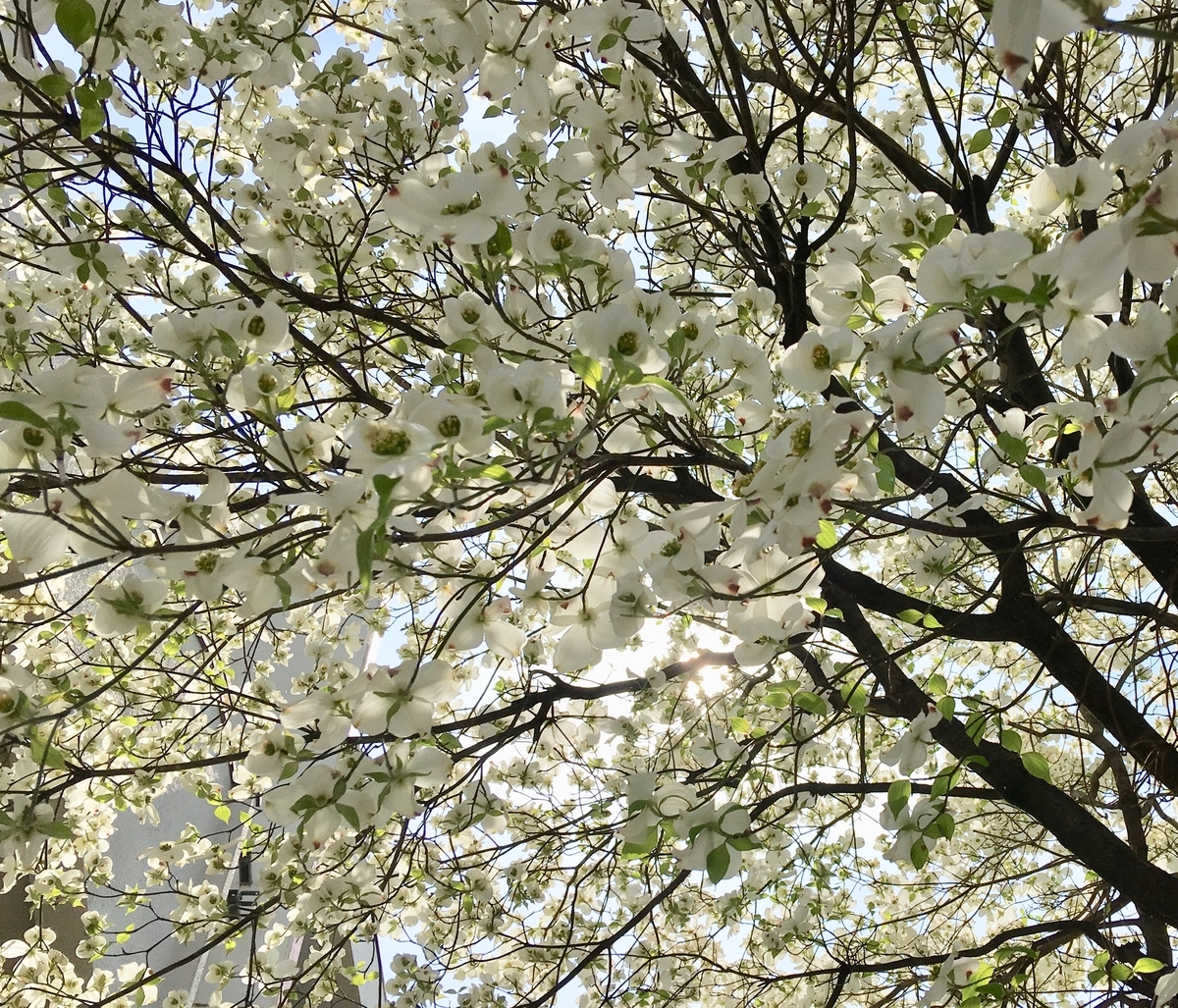 f:id:kissax:20190422171419j:plain f:id:kissax:20190422171419j:plain