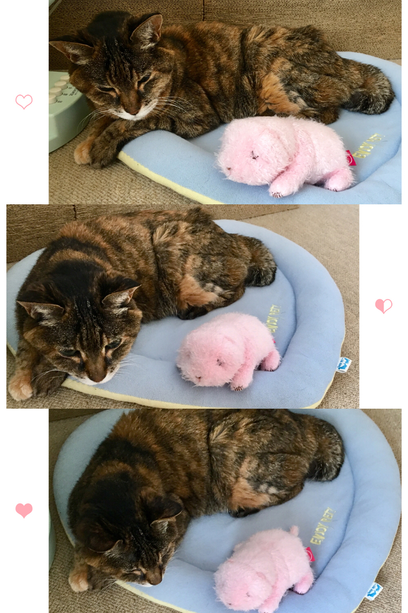 f:id:kissax:20190422171536j:plain f:id:kissax:20190422171536j:plain