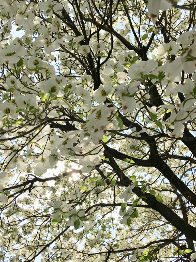 f:id:kissax:20190422183924j:plain f:id:kissax:20190422183924j:plain