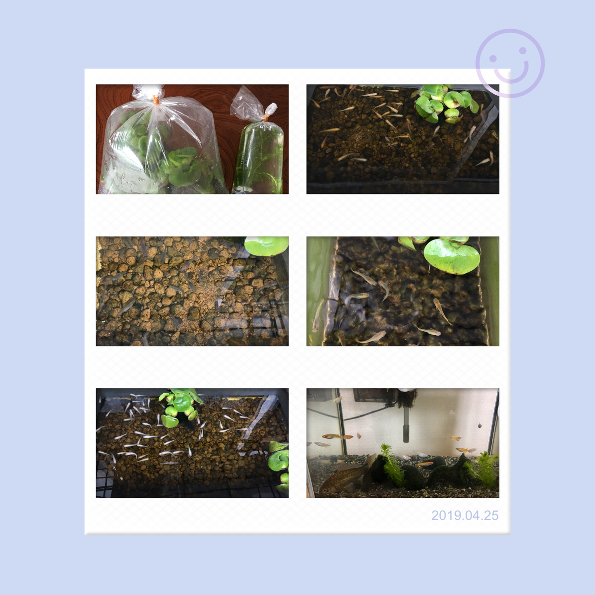 f:id:kissax:20190425175226j:plain f:id:kissax:20190425175226j:plain