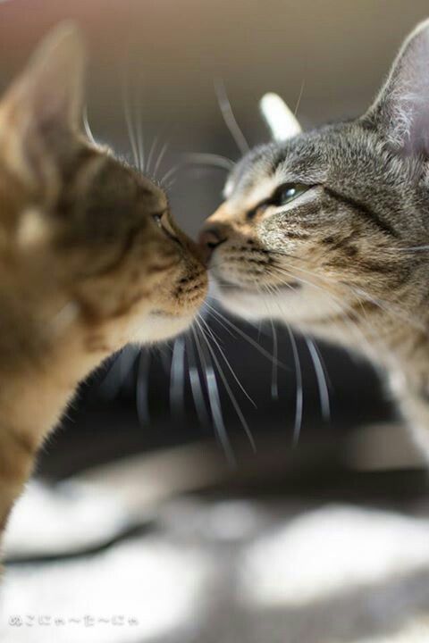 f:id:kissax:20190428075928j:plain