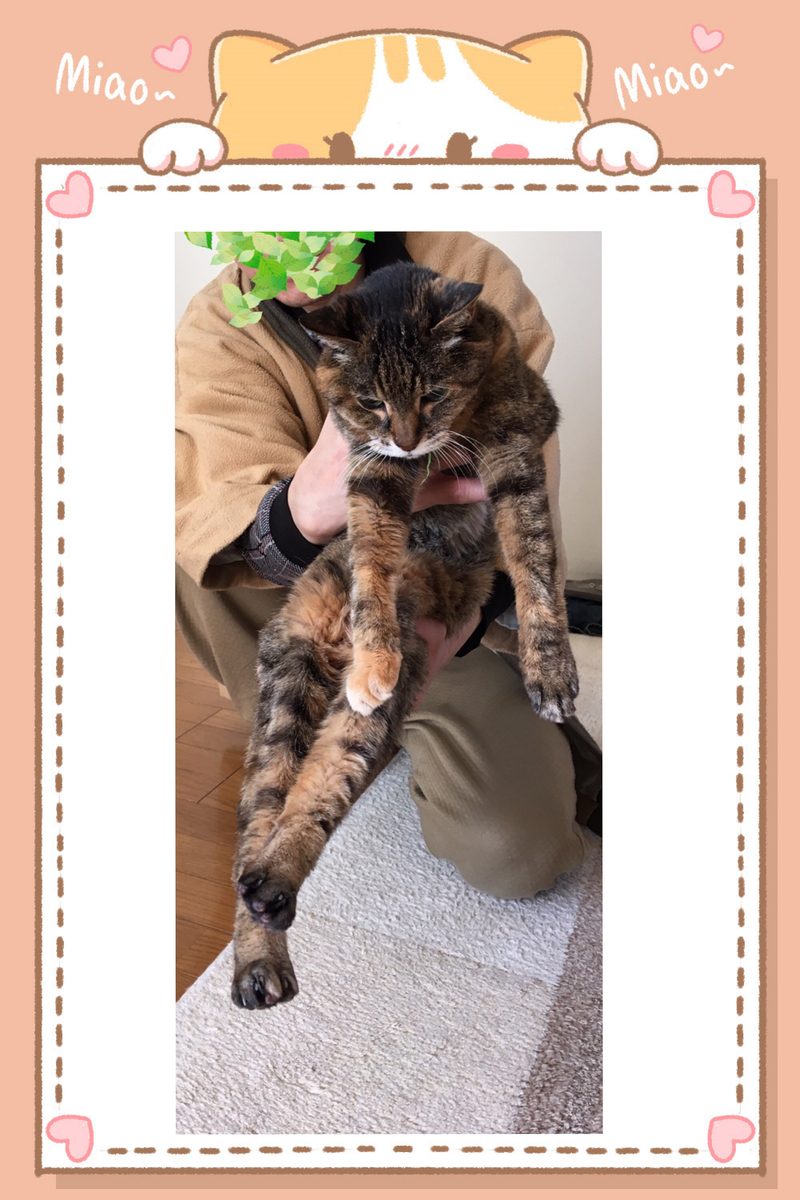 f:id:kissax:20190428080138j:plain