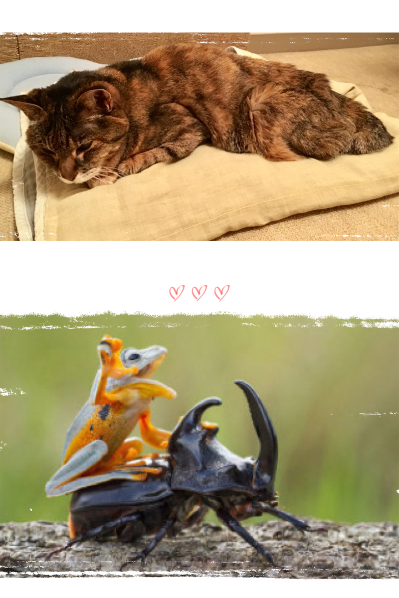 f:id:kissax:20190515184005j:plain f:id:kissax:20190515184005j:plain